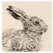 leveret drawing